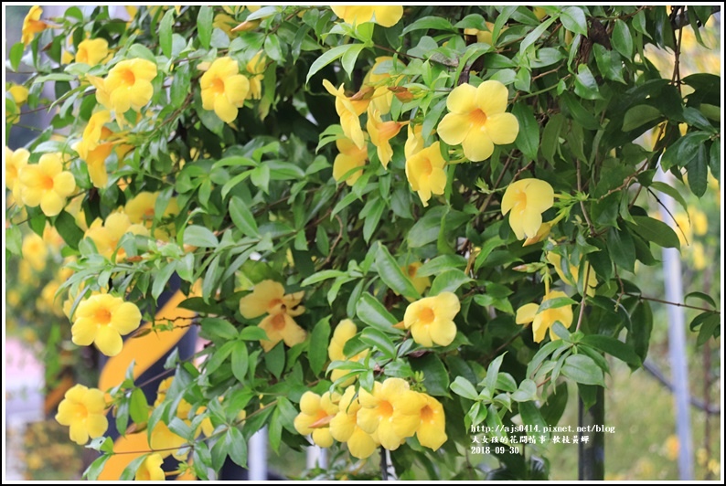 軟枝黃蟬-2018-09-05.jpg 軟枝黃蟬-2018-09-05.jpg