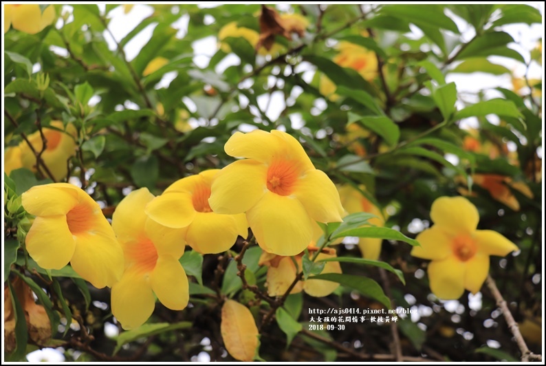 軟枝黃蟬-2018-09-06.jpg 軟枝黃蟬-2018-09-06.jpg