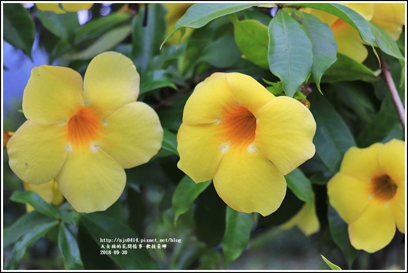 軟枝黃蟬-2018-09-07.jpg 軟枝黃蟬-2018-09-07.jpg