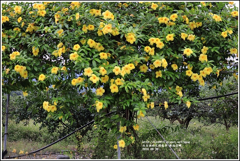 軟枝黃蟬-2018-09-08.jpg 軟枝黃蟬-2018-09-08.jpg