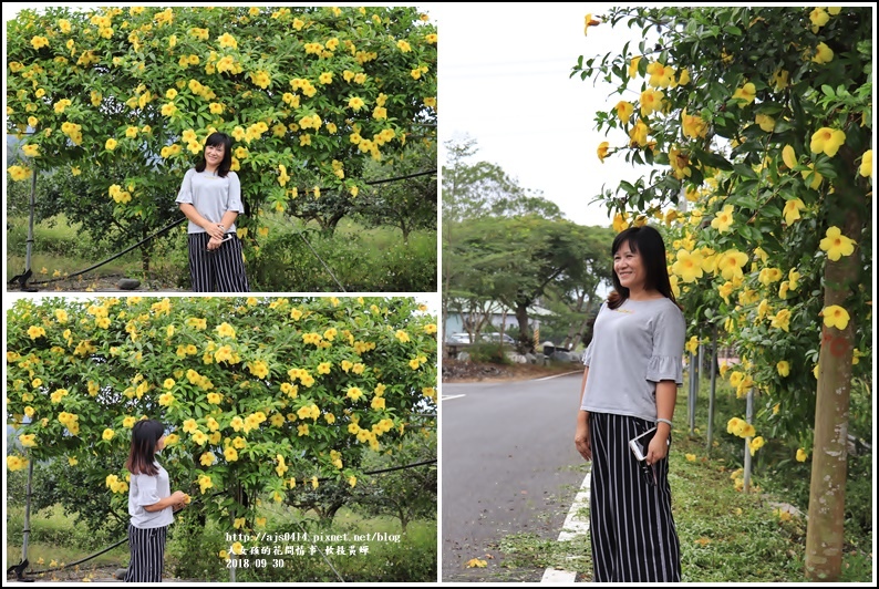 軟枝黃蟬-2018-09-10.jpg 軟枝黃蟬-2018-09-10.jpg