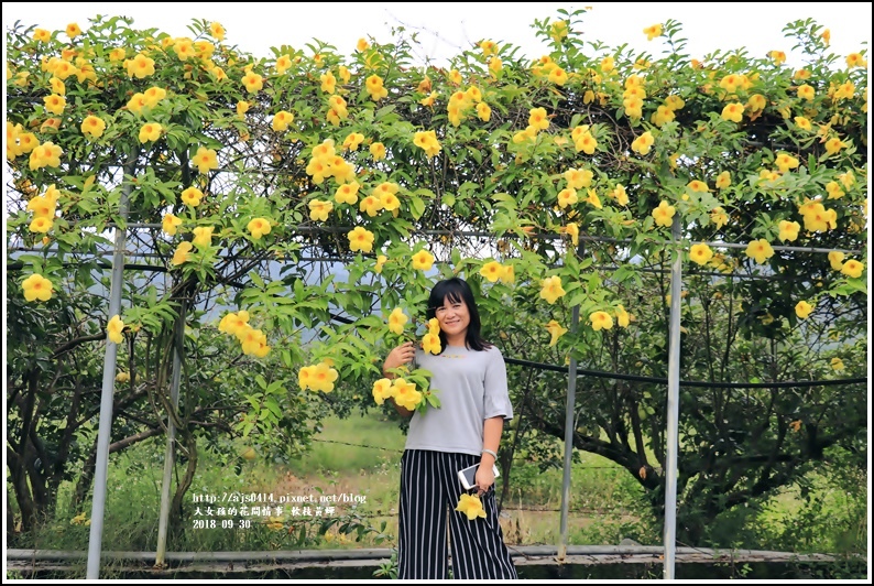 軟枝黃蟬-2018-09-12.jpg 軟枝黃蟬-2018-09-12.jpg