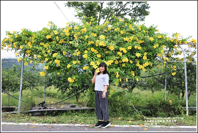 軟枝黃蟬-2018-09-13.jpg 軟枝黃蟬-2018-09-13.jpg