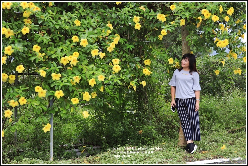 軟枝黃蟬-2018-09-16.jpg 軟枝黃蟬-2018-09-16.jpg