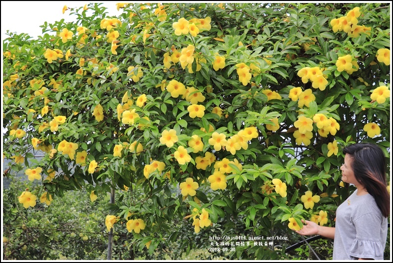 軟枝黃蟬-2018-09-17.jpg 軟枝黃蟬-2018-09-17.jpg