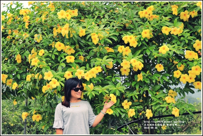 軟枝黃蟬-2018-09-19.jpg