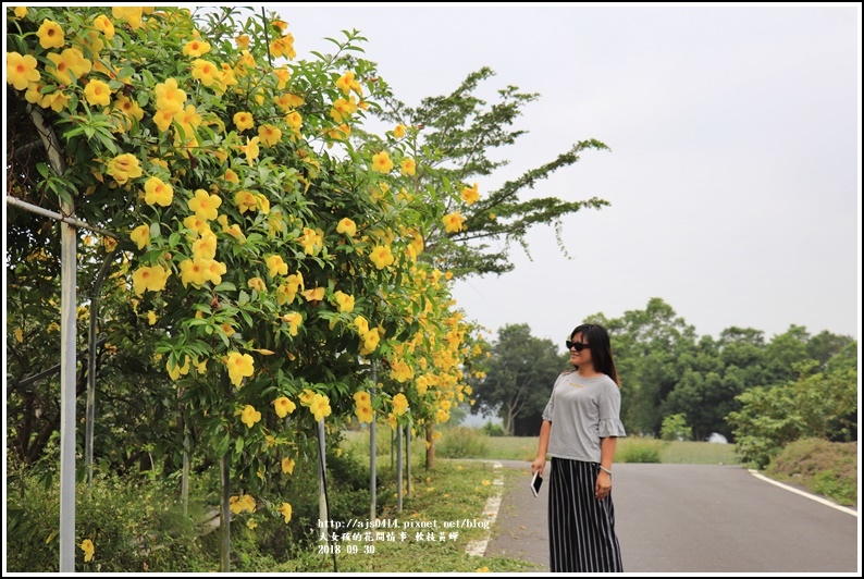 軟枝黃蟬-2018-09-20.jpg 軟枝黃蟬-2018-09-20.jpg