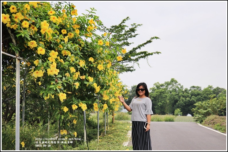 軟枝黃蟬-2018-09-21.jpg 軟枝黃蟬-2018-09-21.jpg