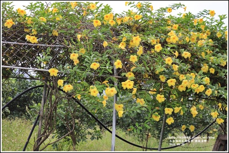 軟枝黃蟬-2018-09-22.jpg 軟枝黃蟬-2018-09-22.jpg