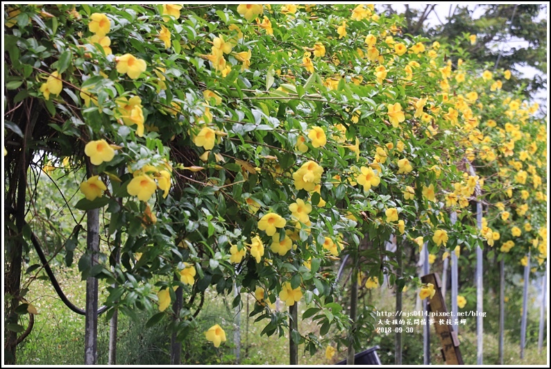 軟枝黃蟬-2018-09-23.jpg 軟枝黃蟬-2018-09-23.jpg