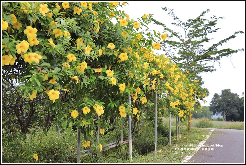 軟枝黃蟬-2018-09-25.jpg 軟枝黃蟬-2018-09-25.jpg