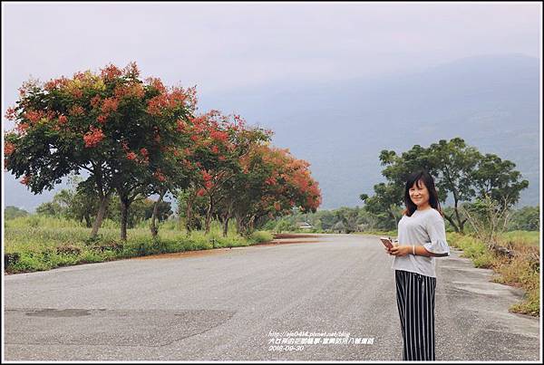 富興防汛八號道路台灣欒樹-2018-09-04.jpg