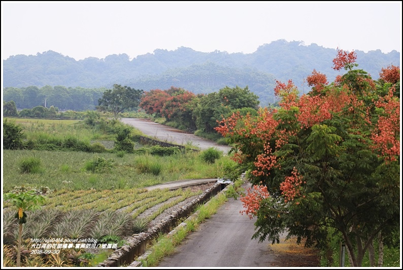 富興防汛八號道路台灣欒樹-2018-09-08.jpg