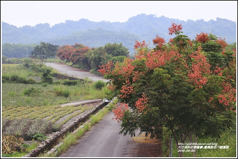 富興防汛八號道路台灣欒樹-2018-09-10.jpg