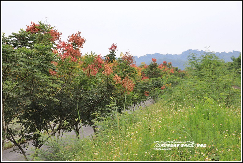 富興防汛八號道路台灣欒樹-2018-09-09.jpg