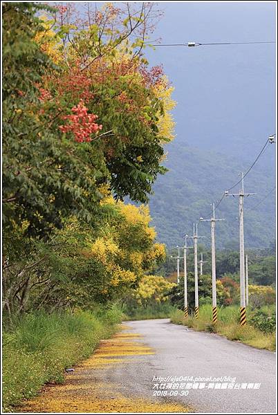 興鶴橋旁台灣欒樹-2018-09-05.jpg
