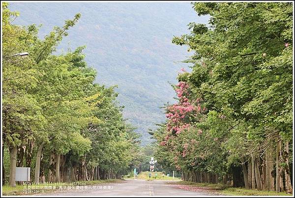 鳳林鎮永豐路美人花-2018-10-01.jpg