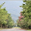 鳳林鎮永豐路美人花-2018-10-01.jpg