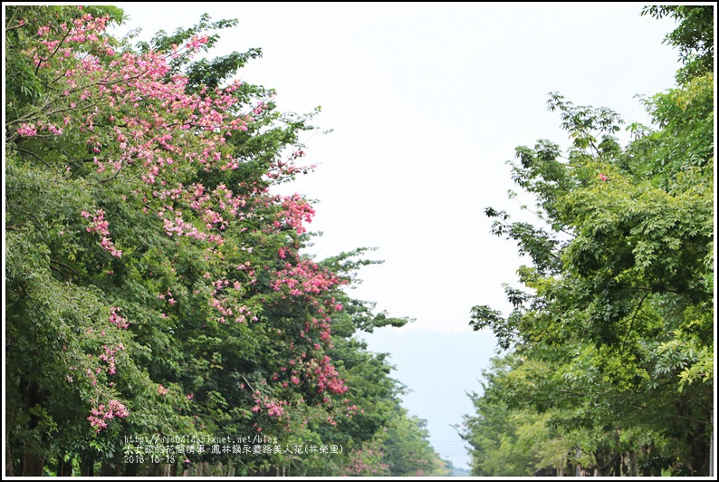 鳳林鎮永豐路美人花-2018-10-04.jpg