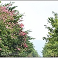 鳳林鎮永豐路美人花-2018-10-04.jpg