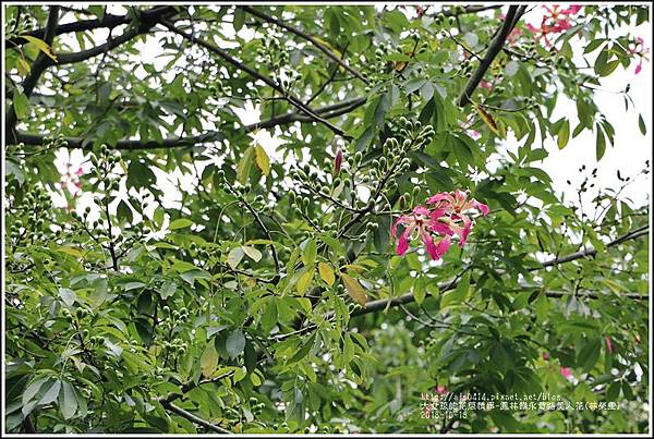 鳳林鎮永豐路美人花-2018-10-06.jpg