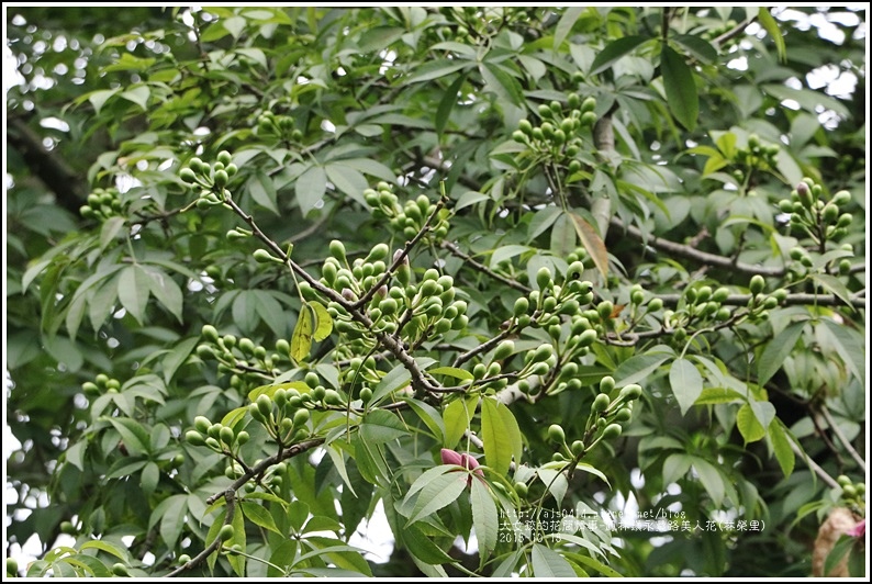 鳳林鎮永豐路美人花-2018-10-07.jpg