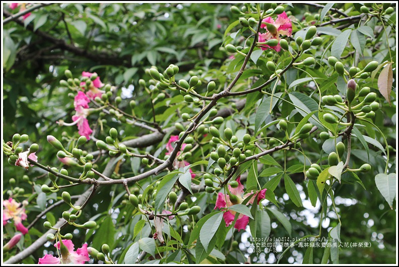 鳳林鎮永豐路美人花-2018-10-10.jpg