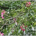 鳳林鎮永豐路美人花-2018-10-10.jpg