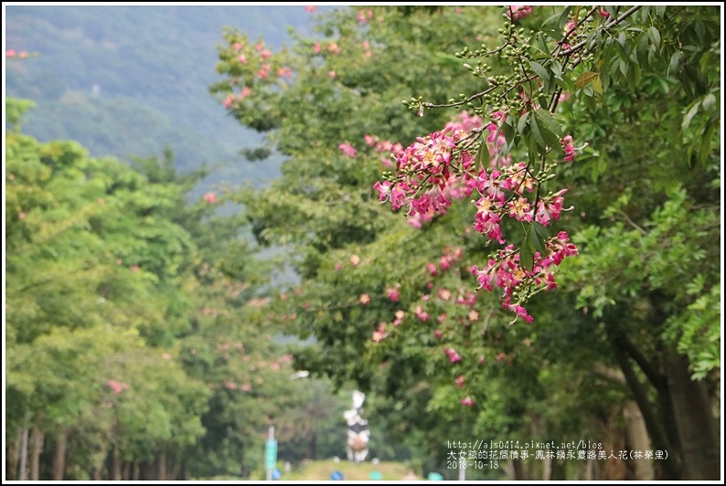 鳳林鎮永豐路美人花-2018-10-11.jpg