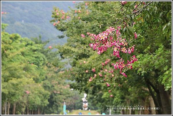 鳳林鎮永豐路美人花-2018-10-11.jpg