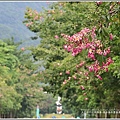 鳳林鎮永豐路美人花-2018-10-11.jpg