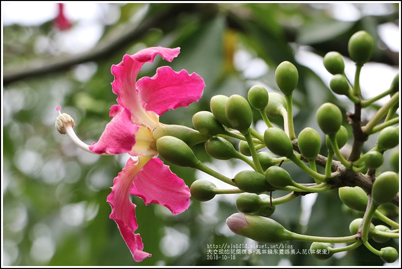 花蓮,鳳林,美人樹,賞花,步道,台東戶外休閒