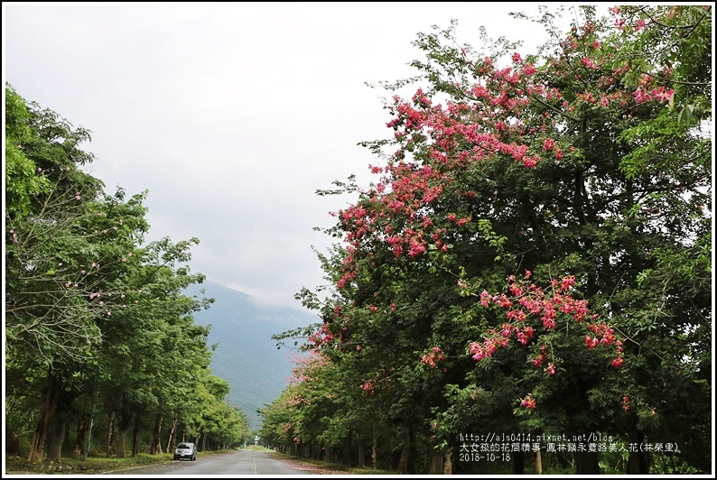 鳳林鎮永豐路美人花-2018-10-15.jpg