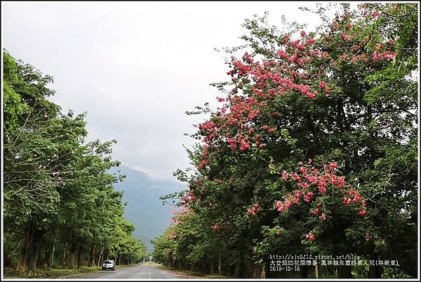 鳳林鎮永豐路美人花-2018-10-15.jpg