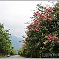 鳳林鎮永豐路美人花-2018-10-15.jpg