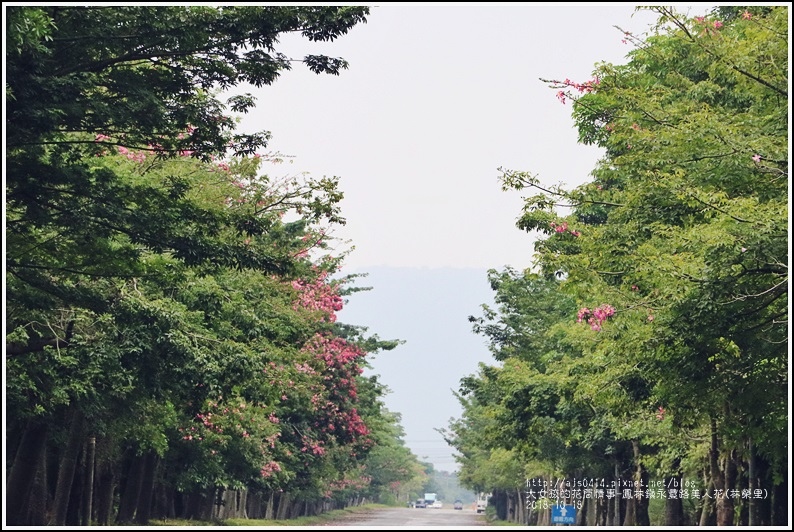 鳳林鎮永豐路美人花-2018-10-26.jpg