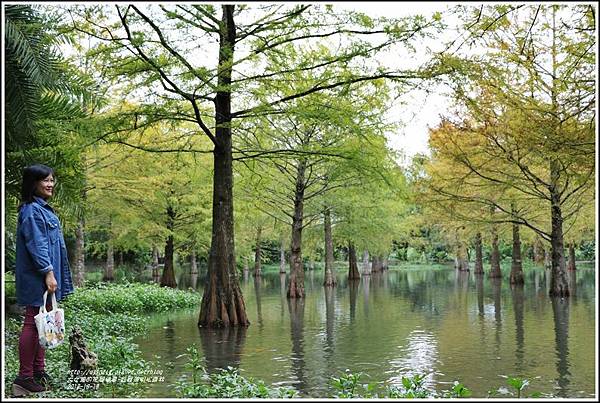 鈺展落羽松森林-2018-10-27.jpg