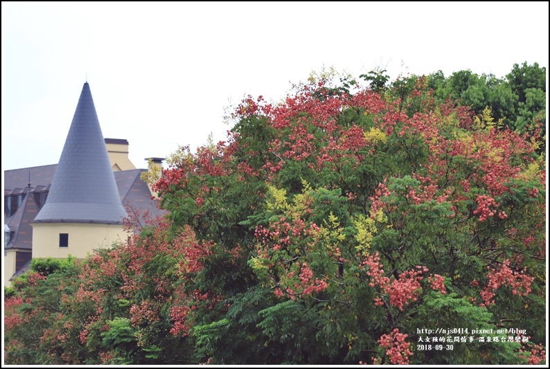 瑞穗溫泉路台灣欒樹-2018-09-24.jpg 瑞穗溫泉路台灣欒樹-2018-09-24.jpg