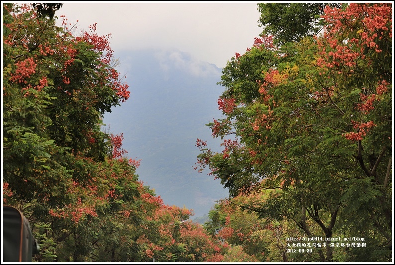 瑞穗溫泉路台灣欒樹-2018-09-26.jpg 瑞穗溫泉路台灣欒樹-2018-09-26.jpg