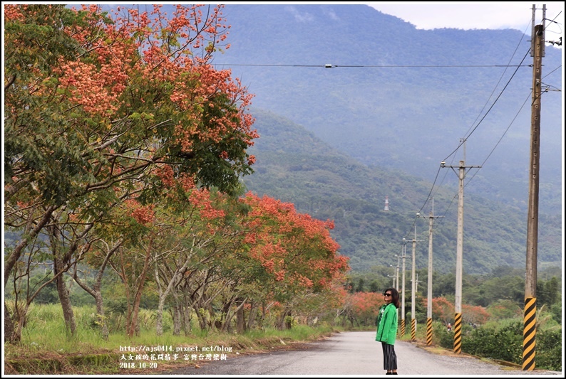 興鶴橋旁台灣欒樹-2018-10-02.jpg