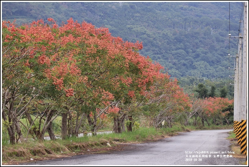 興鶴橋旁台灣欒樹-2018-10-01.jpg 興鶴橋旁台灣欒樹-2018-10-01.jpg
