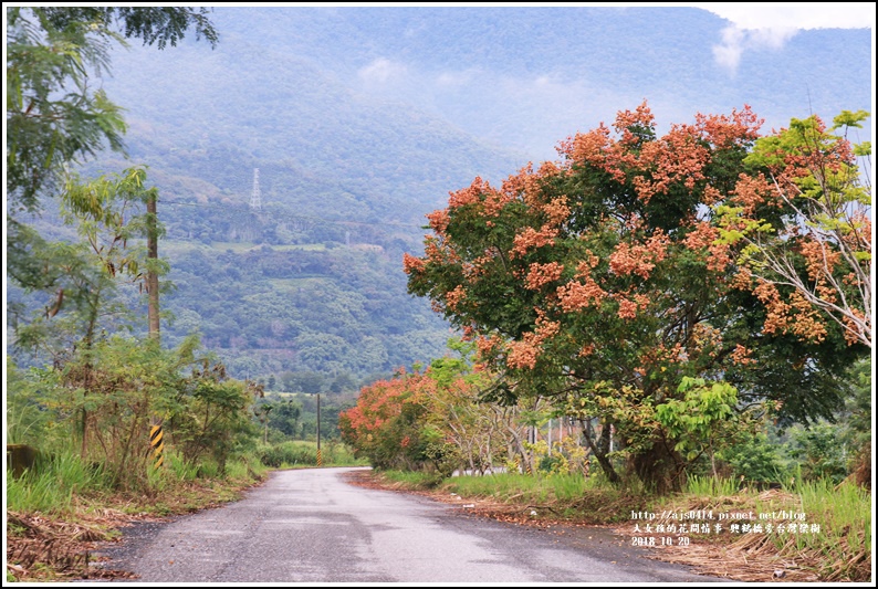 興鶴橋旁台灣欒樹-2018-10-07.jpg 興鶴橋旁台灣欒樹-2018-10-07.jpg