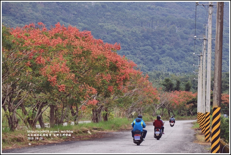 興鶴橋旁台灣欒樹-2018-10-06.jpg 興鶴橋旁台灣欒樹-2018-10-06.jpg