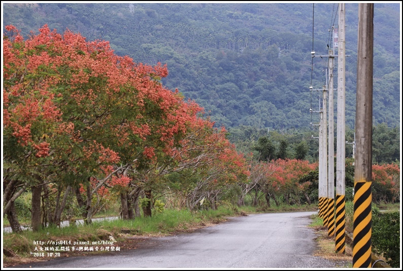 興鶴橋旁台灣欒樹-2018-10-09.jpg 興鶴橋旁台灣欒樹-2018-10-09.jpg