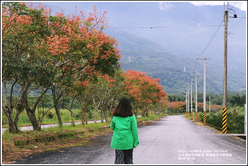 興鶴橋旁台灣欒樹-2018-10-10.jpg 興鶴橋旁台灣欒樹-2018-10-10.jpg