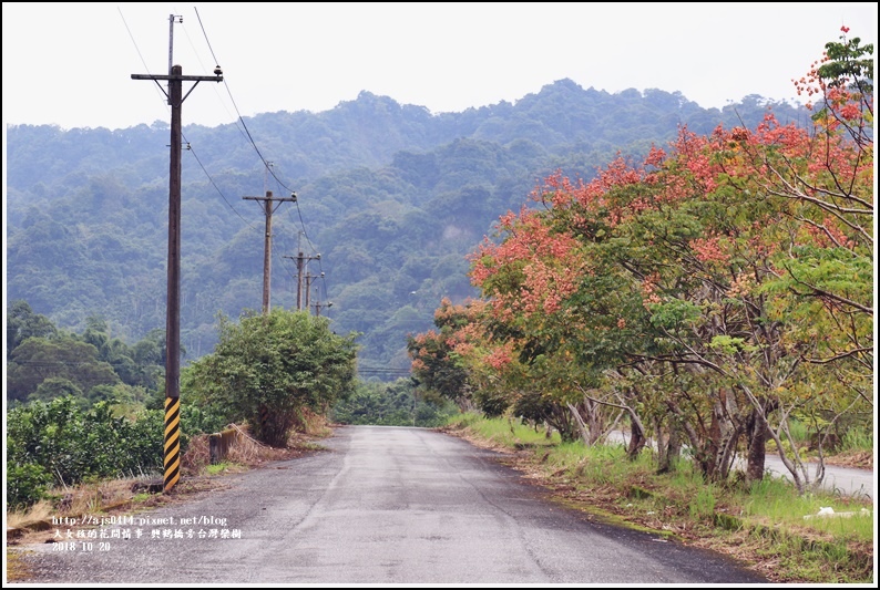 興鶴橋旁台灣欒樹-2018-10-11.jpg