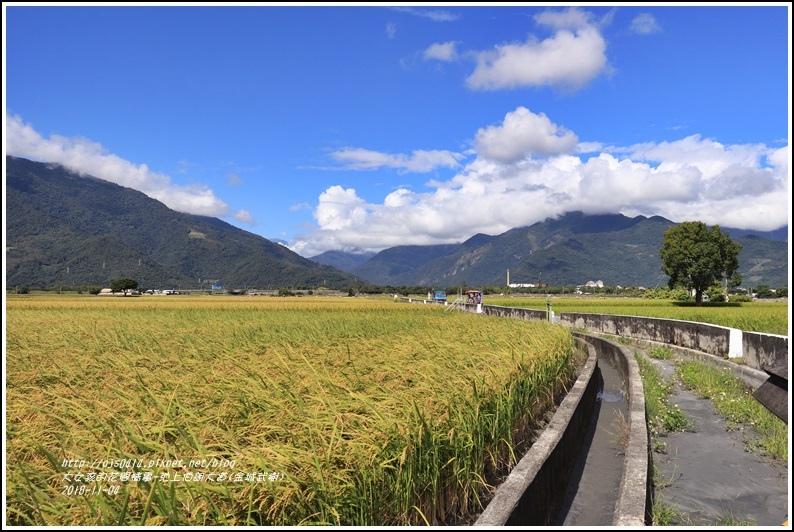 池上伯朗大道(金城武樹)-2018-11-16.jpg