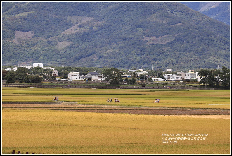 池上天堂之路-2018-11-04.jpg