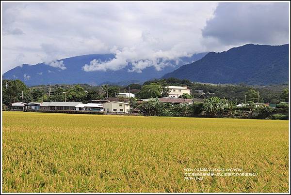 池上伯朗大道(黃金稻田)-2018-11-06.jpg