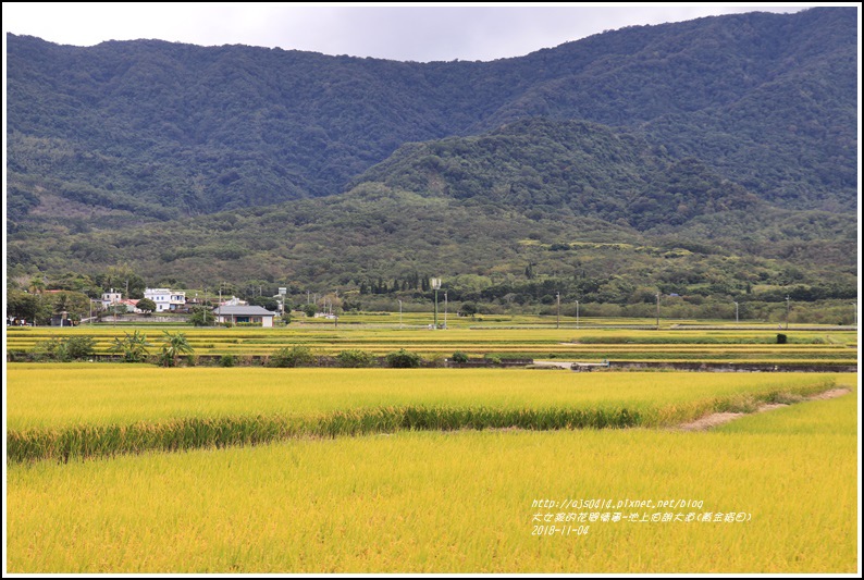 池上伯朗大道(黃金稻田)-2018-11-25.jpg